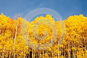 American Aspen Trees