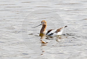 American Avocet