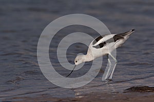 American Avocet