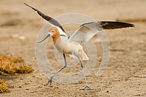 American Avocet