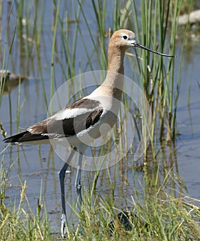 American Avocet
