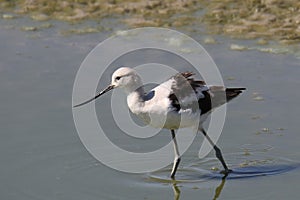 American Avocet americana recurvirostra nonbreeding