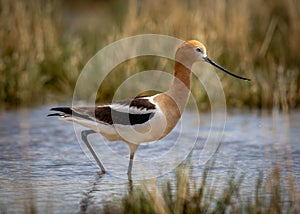 Foraging American Avocet photo