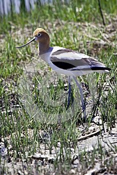 American Avocet bird