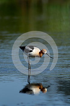 American Avocet bird