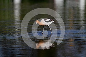 American Avocet bird
