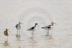 American Avocet and Black Necked Stilt