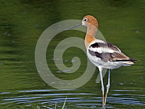 American Avocet in Breeding Colors