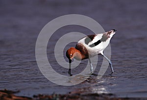 American Avocet in breeding plumage forages on the edge of a pothole