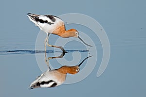 American Avocet