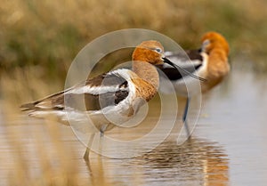 American Avocet Feeding in Shallow Water