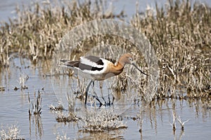 American Avocet