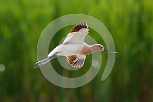 American Avocet in flight