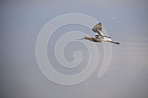 American Avocet in Flight