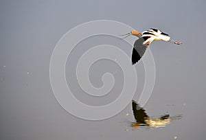 American Avocet in Flight