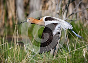American Avocet in Flight above a pond in tall grass