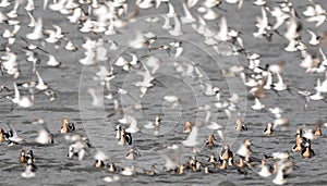 American Avocet Flock In-flight