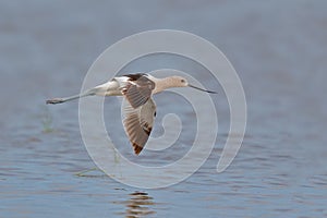 American Avocet Flying Lazily Over Water