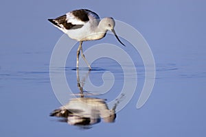 American Avocet Foraging