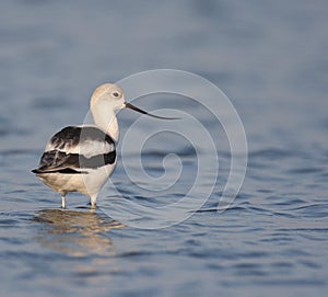 American Avocet at Ft. Desoto in St. Petersburg