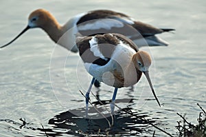 American Avocet Hunting