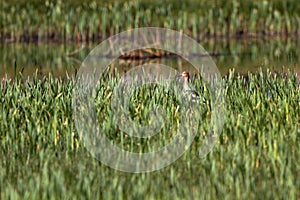 American Avocet in marsh grasses in Alamosa National Wildlife Refuge in southern Colorado photo