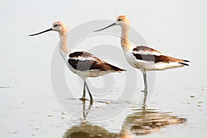 American Avocet (Recurvirostra americana)