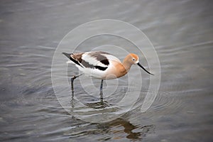 American Avocet - Recurvirostra americana