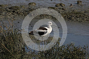 American avocet (Recurvirostra americana)