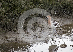 American Avocet Recurvirostra Americana photo