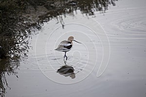 American Avocet Recurvirostra Americana photo