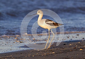 American avocet (Recurvirostra americana) on the beach at sunset