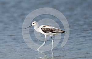 American Avocet Recurvirostra americana in non-breeding plumage