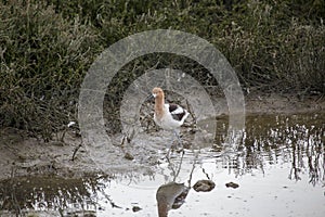 American Avocet Recurvirostra Americana photo