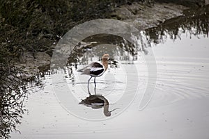 American Avocet Recurvirostra Americana photo