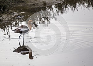 American Avocet Recurvirostra Americana photo