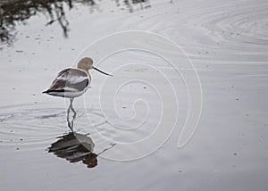 American Avocet Recurvirostra Americana photo