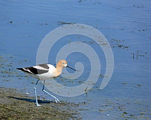 American Avocet with Room for Text photo