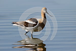 American Avocet Scrounging for Food in a Pond.