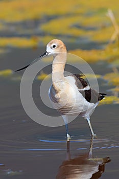 American Avocet standing in shallow pond water
