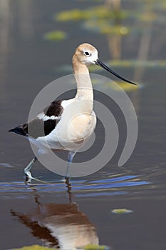 American Avocet wading through shallow water