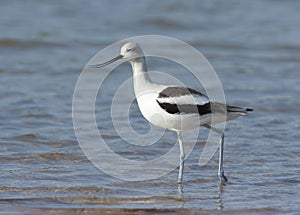 American Avocet walking with beak open at Ft. Desoto in St. Pete