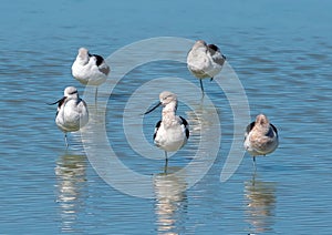 American Avocets