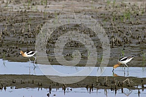 American Avocets  600522