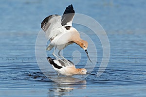 American Avocets mating in blue water in Sierra Valley photo