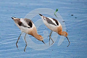 American Avocets feeding in the marsh in breeding colors photo