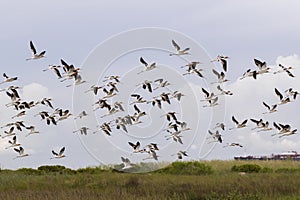The american avocets  flying in the blue sky photo