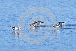 American Avocets Playing in the Lake