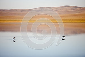 American Avocets in Pond at Sheldon National Wildlife Refuge, Nevada