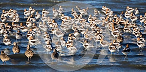 American Avocets - Recurvirostra Americana